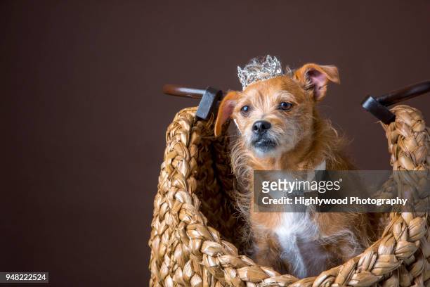 i fit in a purse - dogs life royals and their dogs stock-fotos und bilder