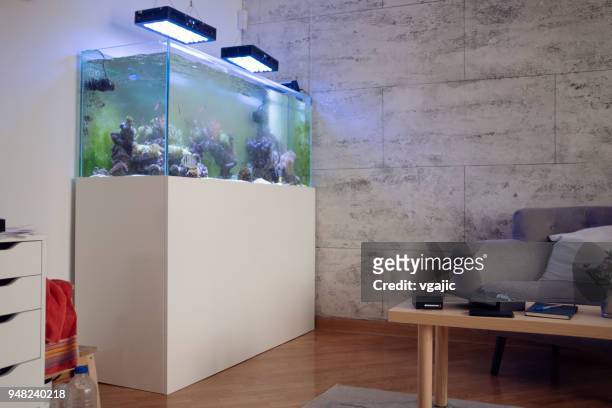 riff-tank-top - aquarium home stock-fotos und bilder