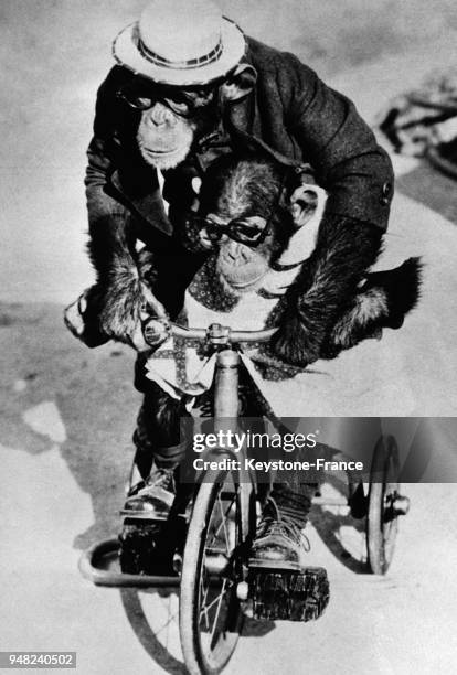 Deux chimpanzés font leur promenade matinale à bicyclette dans le jardin du zoo de New York City, Etats-Unis.