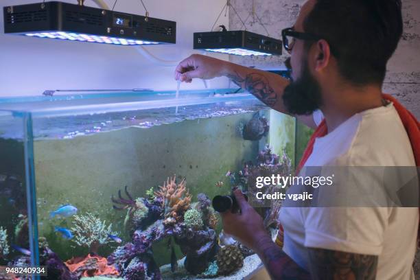 reef tank maintenance - looking at fish tank stock pictures, royalty-free photos & images