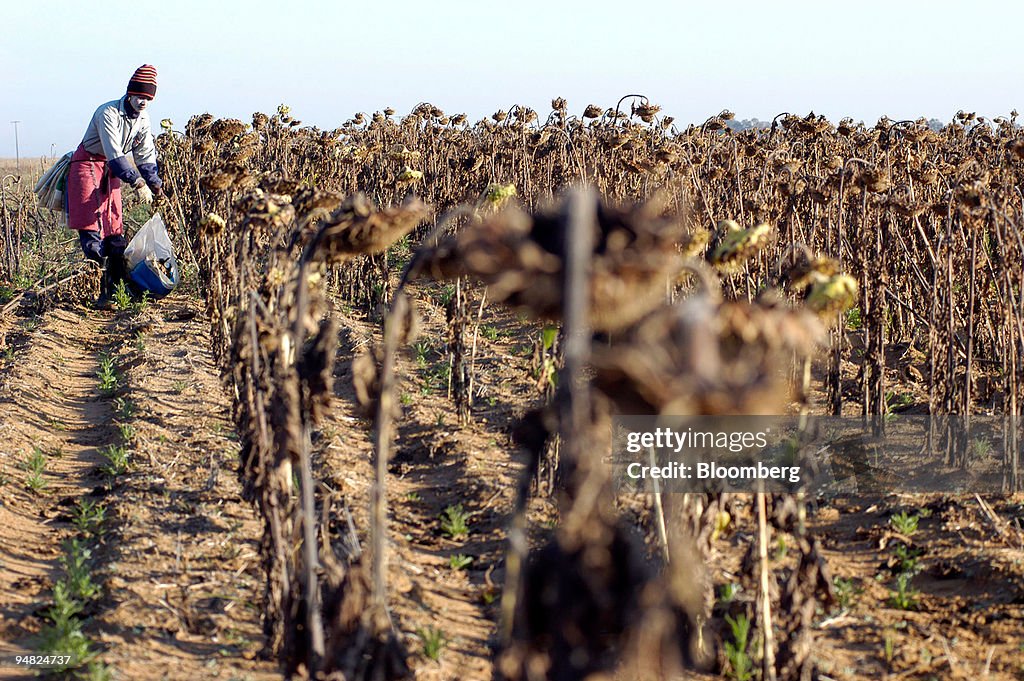 A farm worker harvests sunflowers on a farm near Bothasville