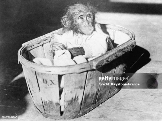 Ce petit chimpanzé, emmitouflé dans une jacquette chaude et installé dans une bassine est le nouveau-né du zoo de Bristol, Roayume-Uni le 9 octobre...