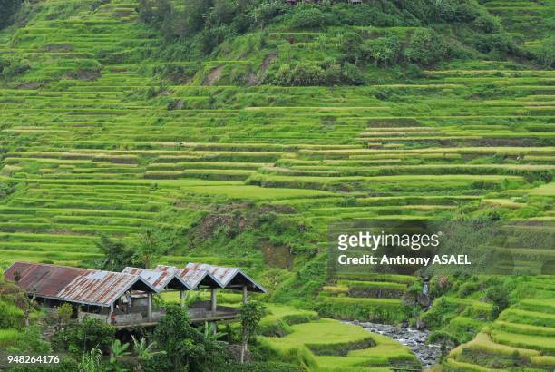 Philippines, Banaue, green Rice Terraces with abandonned house in the foreground.