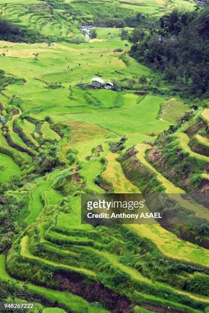 Philippines, Banaue, green Rice Terraces.
