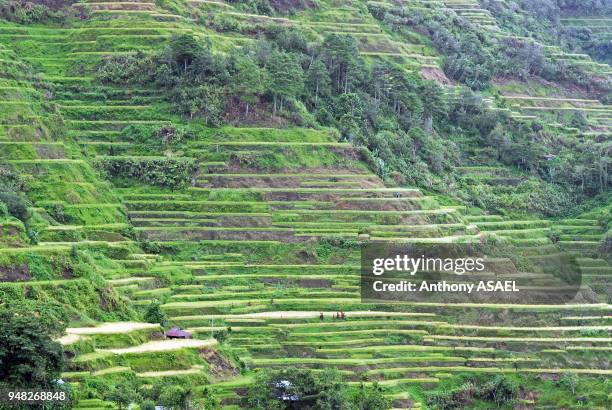 Philippines, Banaue, green Rice Terraces.