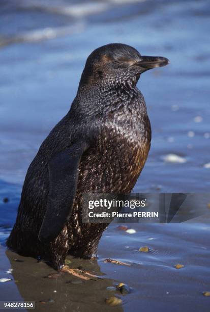 Jeune pingouin sur une plage en Argentine, le 9 juillet 1983.