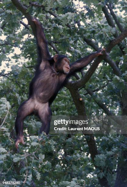 Chimpanzé du parc zoologique de Peaugres, en Ardèche, en France, en juillet 1984.