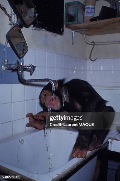 Chimpanzé du parc zoologique de Peaugres, en Ardèche, en France, en juillet 1984.