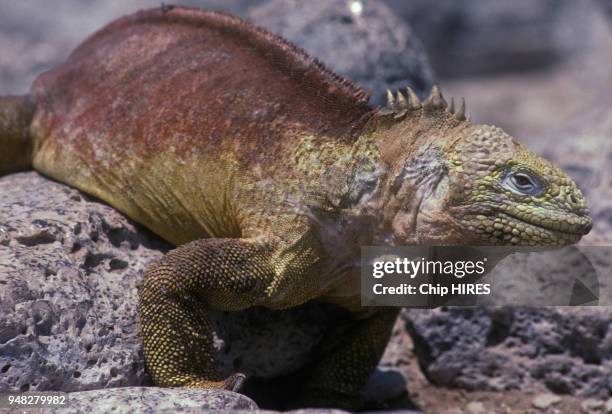 Iguane marin des Galapagos, dans les îles Galapagos en Equateur, en mars 1985.