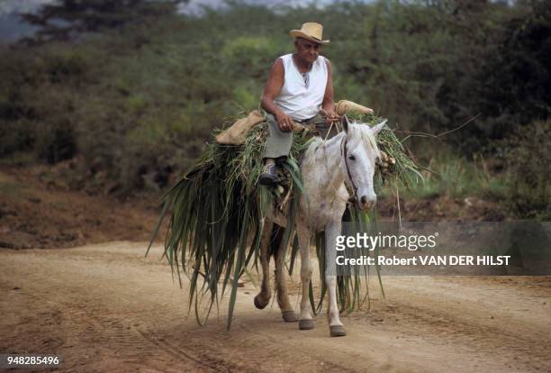 Un paysan sur son cheval transportant des feuilles de canne à sucre en août 1987 à Cuba.