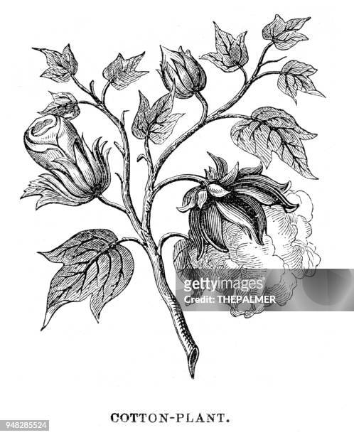 baumwollpflanze gravur 1876 - baumwolle stock-grafiken, -clipart, -cartoons und -symbole
