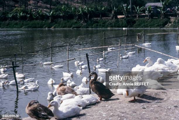 Elevage de canards dans les Nouveaux Territoires, en mars 1989, Hong Kong.