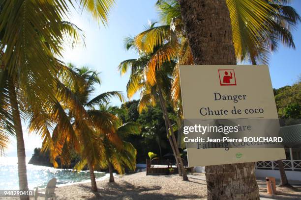 Panneau danger chute de noix de coco, plage à Sainte-Anne, 3 janvier 2010, sur l?île de Grande-Terre en Guadeloupe, Antilles françaises.