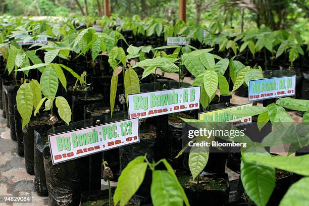 Cocoa plant seedlings are grafted to find an adaptive clone in South Sulawesi, Indonesia, on Friday, July 18, 2008. South Sulawesi province produces...