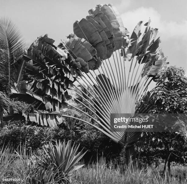 Arbre du voyageur dans un parc à Libreville, circa 1950, Gabon.