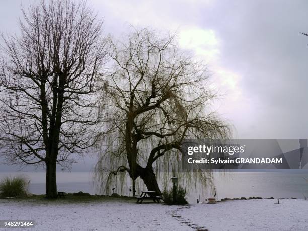 Switzerland, city of Lausanne, Saint Sulpice, the lake bank in winter, weeping willow // Suisse, ville de Lausanne, Saint Sulpice, le bord du lac en...
