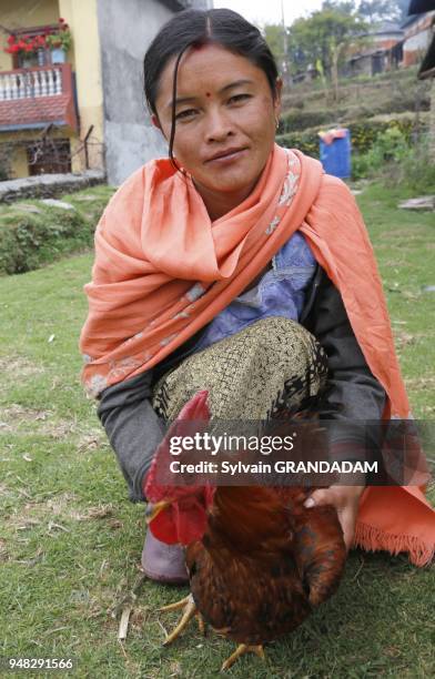 Nepal, region de Pokhara, village de Pouderkot, Madame Maya et son coq avent qu'il ne soit sacrifie au temple.