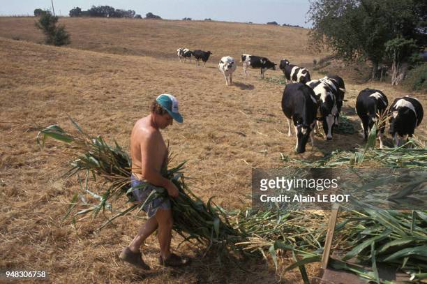Paysan apportant des pieds de maïs à ses vaches pendant une sécheresse à La Chapelle-Basse-Mer, le 4 août 1990, en Loire-Atlantique, France.