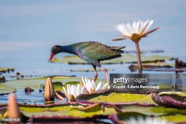 allen's gallinule standing on top of lily pad - botswana stock pictures, royalty-free photos & images