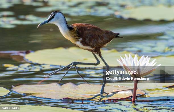 african jacana walks across lily pads - gallito de agua africano fotografías e imágenes de stock