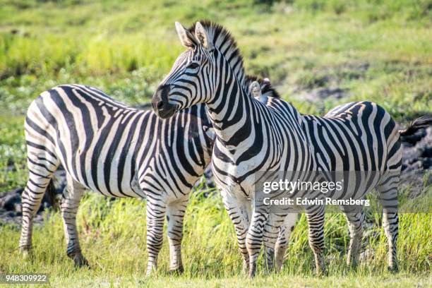 group of plains zebras standing together - chobe national park stock pictures, royalty-free photos & images