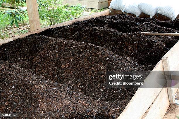 Ten-day-old compost made from cocoa pods, cocoa biomass, corn, and other local produce, sits in a bin in Sabbang, North Luwu district, South Sulawesi...