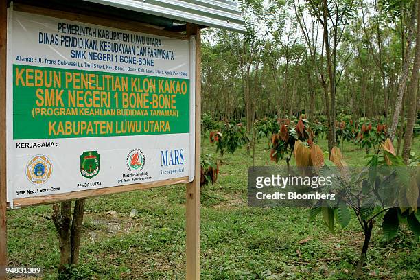 Cocoa plants stand next to a sign for a tertiary school offering agricultural studies in cocoa, rice, and corn cultivation, in Bone Bone, North Luwu...