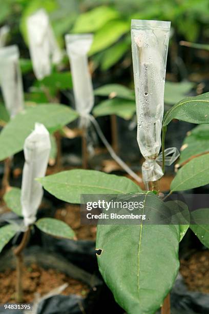 Cocoa plant seedlings are cultivated in a nursery at a tertiary school offering agricultural studies in cocoa, rice, and corn cultivation, in Bone...