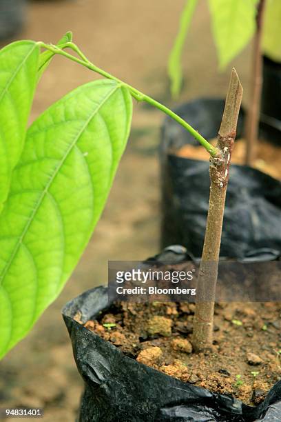 Cocoa plant seedlings are cultivated in a nursery at a tertiary school offering agricultural studies in cocoa, rice, and corn cultivation, in Bone...