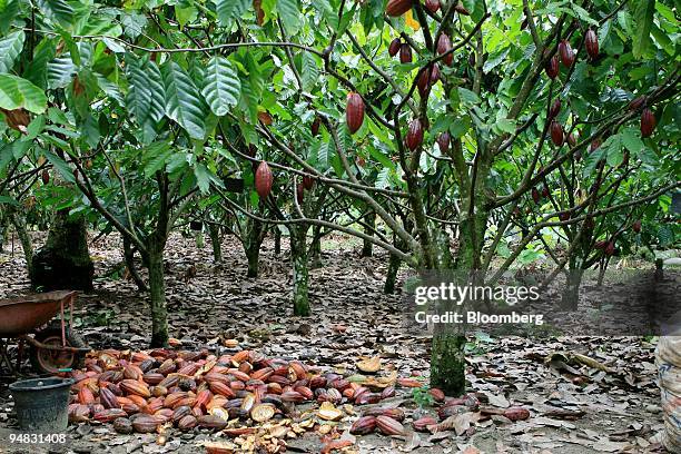 Healthy cocoa pods hang from cocoa trees in North Luwu district in South Sulawesi, Indonesia, on Saturday, July 19, 2008. South Sulawesi province...