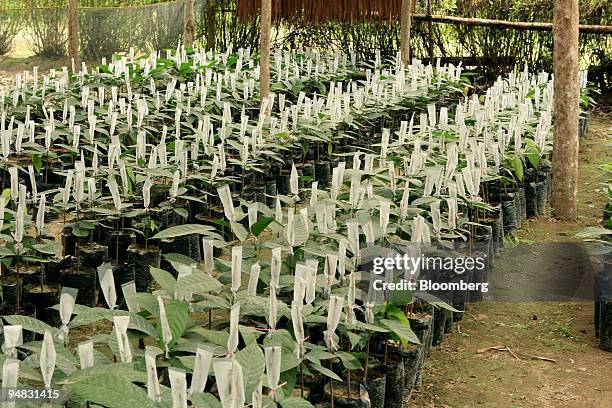 Grafted cocoa plant seedlings are cultivated in a nursery belonging to Indonesian farmer Darno in Masamba, North Luwu district, South Sulawesi,...