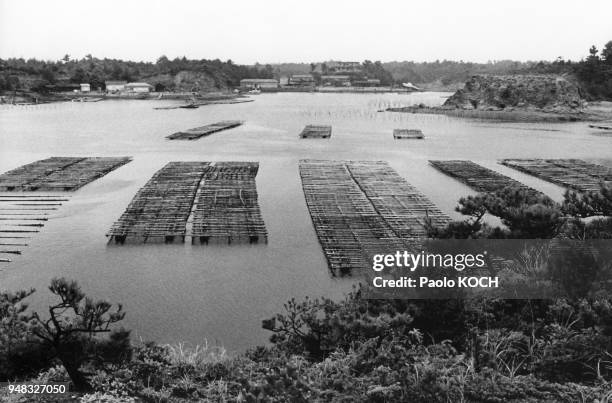 Bassins d'huîtres d'une entreprise de culture industrielle de perles à Shima, dans la baie d'Ago, en 1970, Japon.