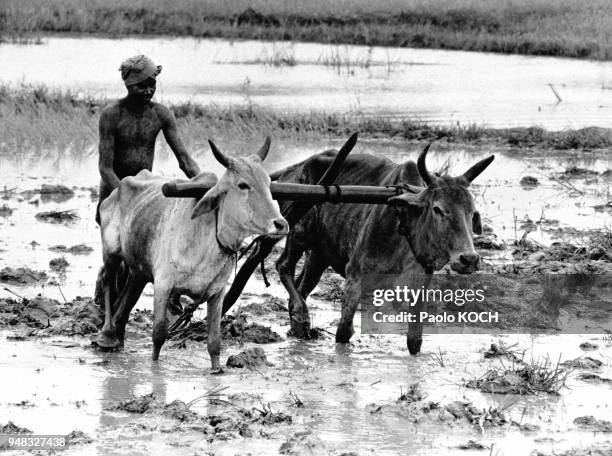 Fermier labourant son champ pendant la mousson, à Bhubaneswar, en Inde, en août 1967.