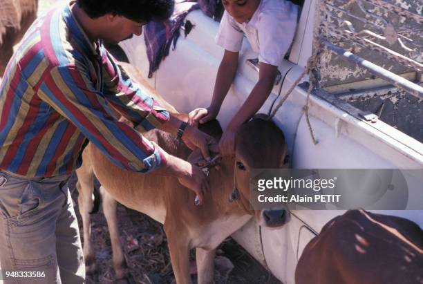 Paysan accrochant une boucle de marquage à l'oreille d'un veau à Sa'dah, en octobre 1988, Yémen.