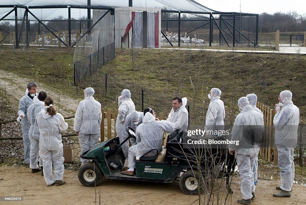 Officials gather in front of a pen of pelicans that are to b
