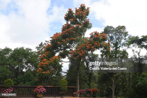 african tulip, the tree - african tulip tree stock-fotos und bilder