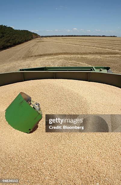 Harvested wheat sits inside the drum container of a wheat header machine during harvesting, on a farm in Anakie, outside of Geelong, Victoria, in...