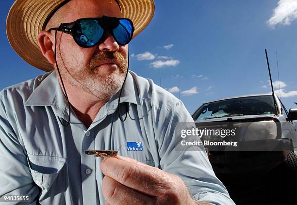 John Mathieson, air base manager for the Department of primary industries, holds a locust in Pyramid Hill, Victoria state, Australia, Friday,...