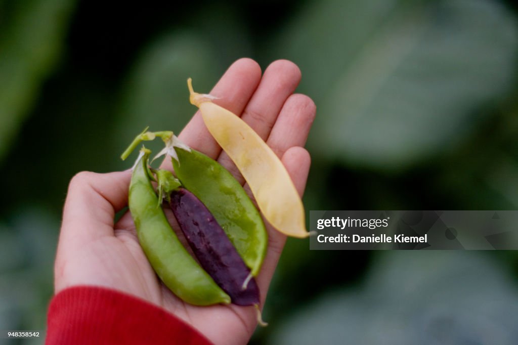 Girl holding coloured heirloom snow peas, close up