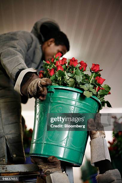 Ethiopian workers store buckets of roses in a cold room at Roshanara Roses flower farm in Debre Zeit, Oromia, Ethiopia, on Friday, May 9, 2008....