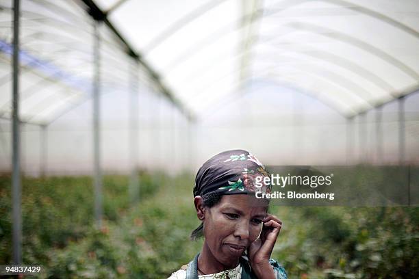 Sinayta Tshoma, a greenhouse worker, age 30, takes a break during a rose harvest at Minaye Flowers Plc flower farm in Debre Zeit, Oromia, Ethiopia,...