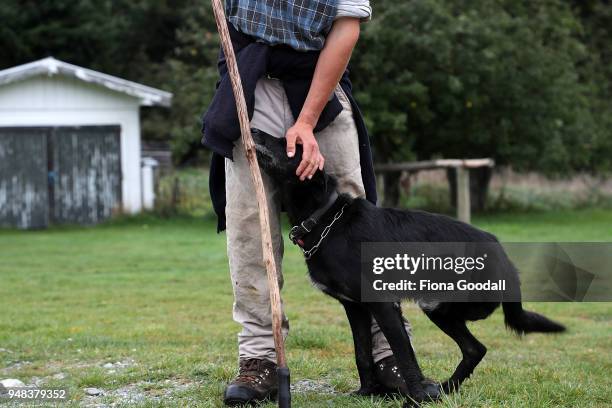 Shepherd Dave Hussey and his three-legged heading dog Bo head to work at Blue Mountain Station on April 3, 2018 in Fairlie, New Zealand. The station...