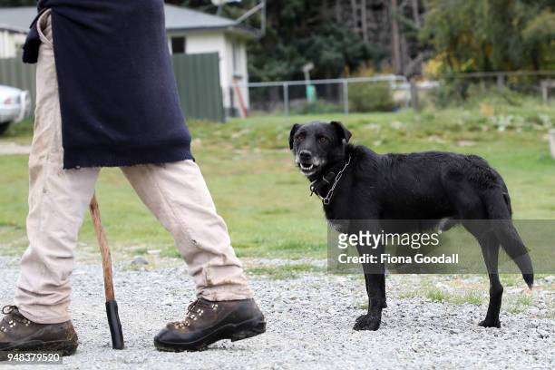 Shepherd Dave Hussey and his three-legged heading dog Bo head to work at Blue Mountain Station on April 3, 2018 in Fairlie, New Zealand. The station...