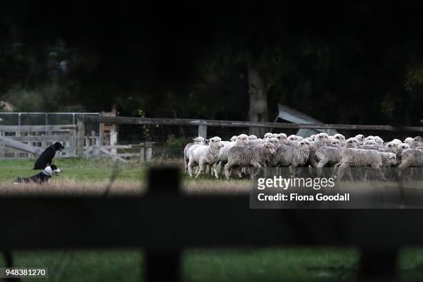 The heading dogs work the sheep into the yards at Blue Mountain Station on April 3, 2018 in Fairlie, New Zealand. The station has 15,000 Merino sheep...