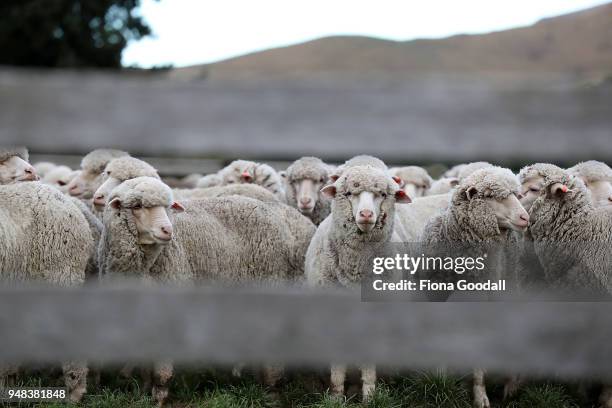 The sheep wait in the yards to be checked for foot rot at Blue Mountain Station on April 3, 2018 in Fairlie, New Zealand. The station has 15,000...