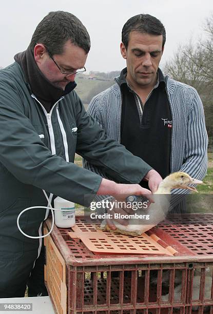 French vet Xavier Banse, left, demonstrates to the press how he will inject a duck with the H5N2 vaccine, as Serge Junca, right, holds on to the...