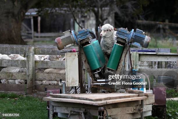 Sheep on the conveyor waits to be checked for foot rot at Blue Mountain Station on April 3, 2018 in Fairlie, New Zealand. The station has 15,000...