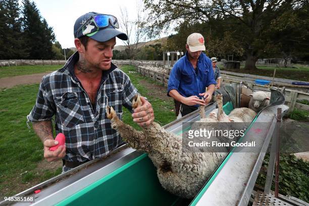 Shepherds Mike Trotter and Bryn Drummond check sheep for foot rot ont he conveyor at Blue Mountain Station on April 3, 2018 in Fairlie, New Zealand....