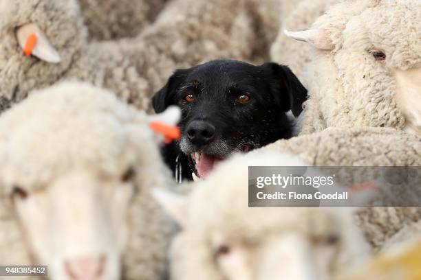 Three-legged heading dog Bo pushes the sheep up the race at Blue Mountain Station on April 3, 2018 in Fairlie, New Zealand. The station has 15,000...