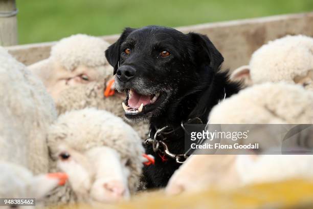 Three-legged heading dog Bo pushes the sheep up the race at Blue Mountain Station on April 3, 2018 in Fairlie, New Zealand. The station has 15,000...